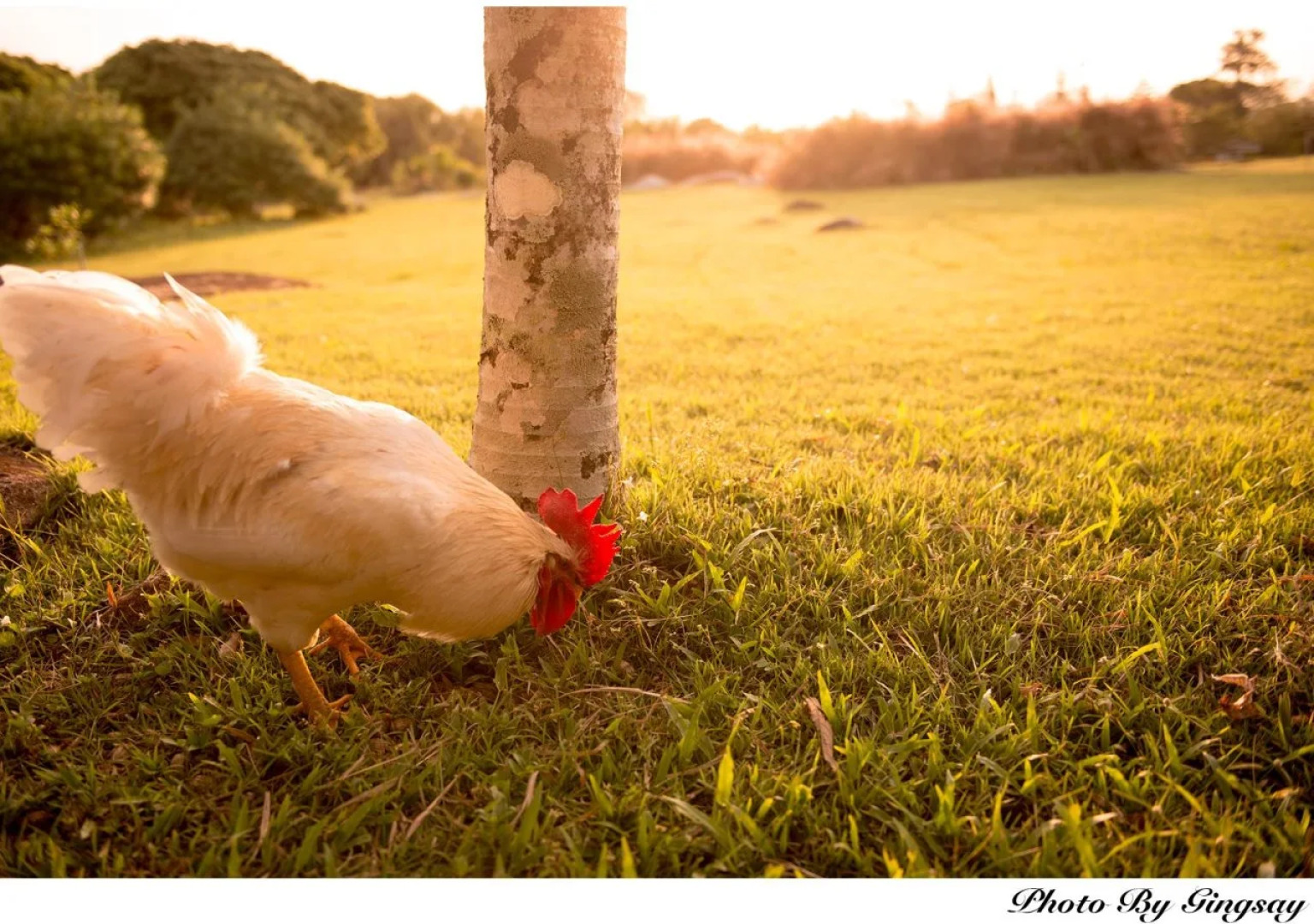 The Natural Garden Resort