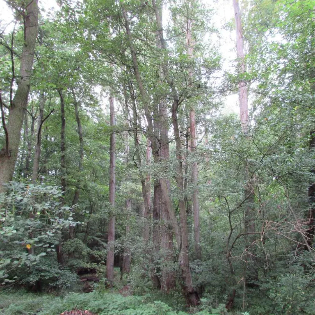 Ferienwohnung Eifelstueffje