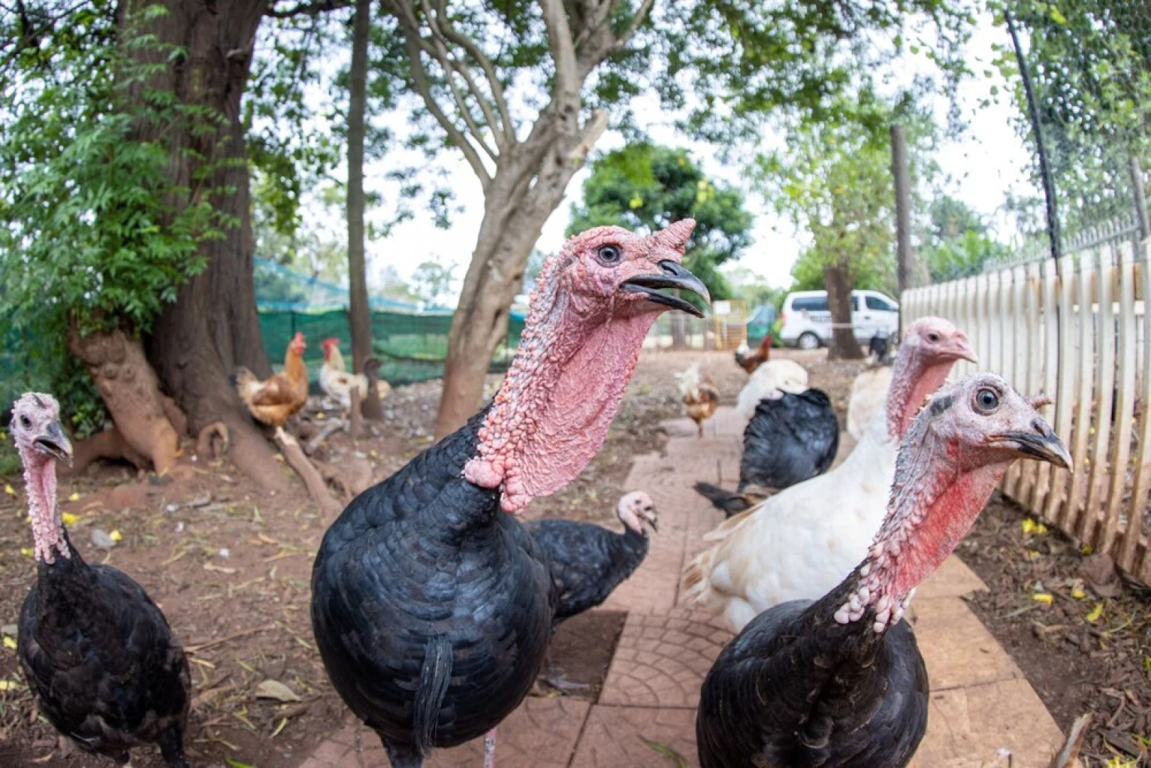 Batchelor Butterfly Farm