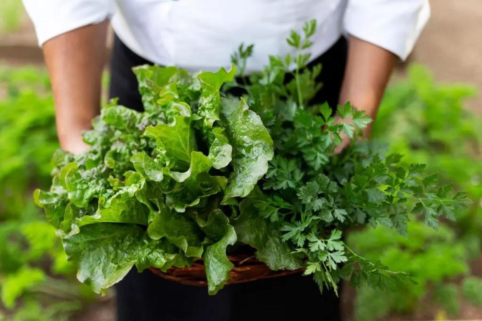 Hotel Boutique y Restaurante Paniste