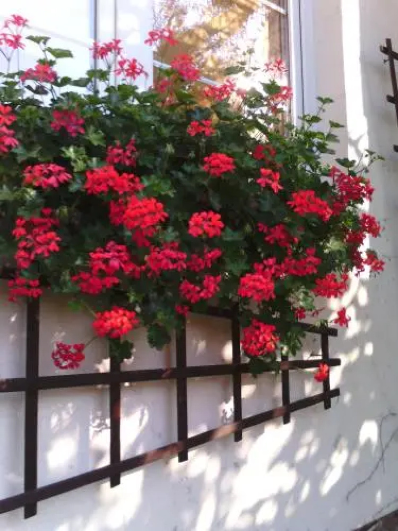 Apartamenty Alexa Old Town Kutno