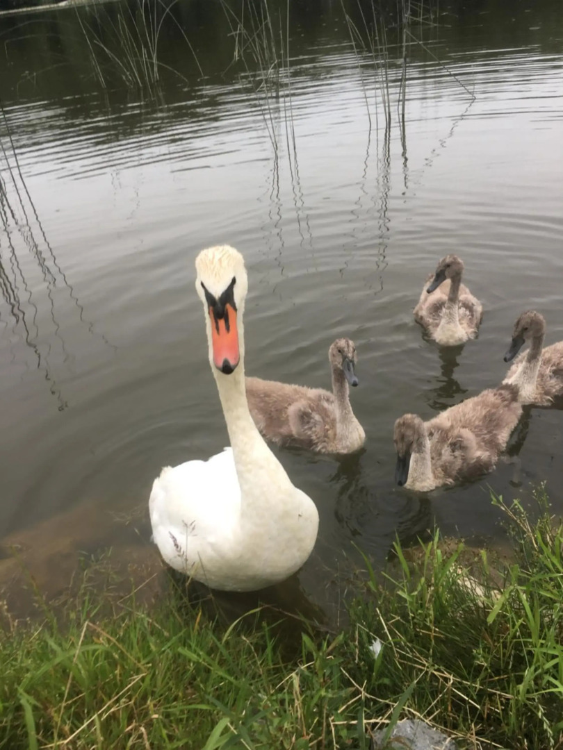 Penzion U Lucerny s malou farmičkou