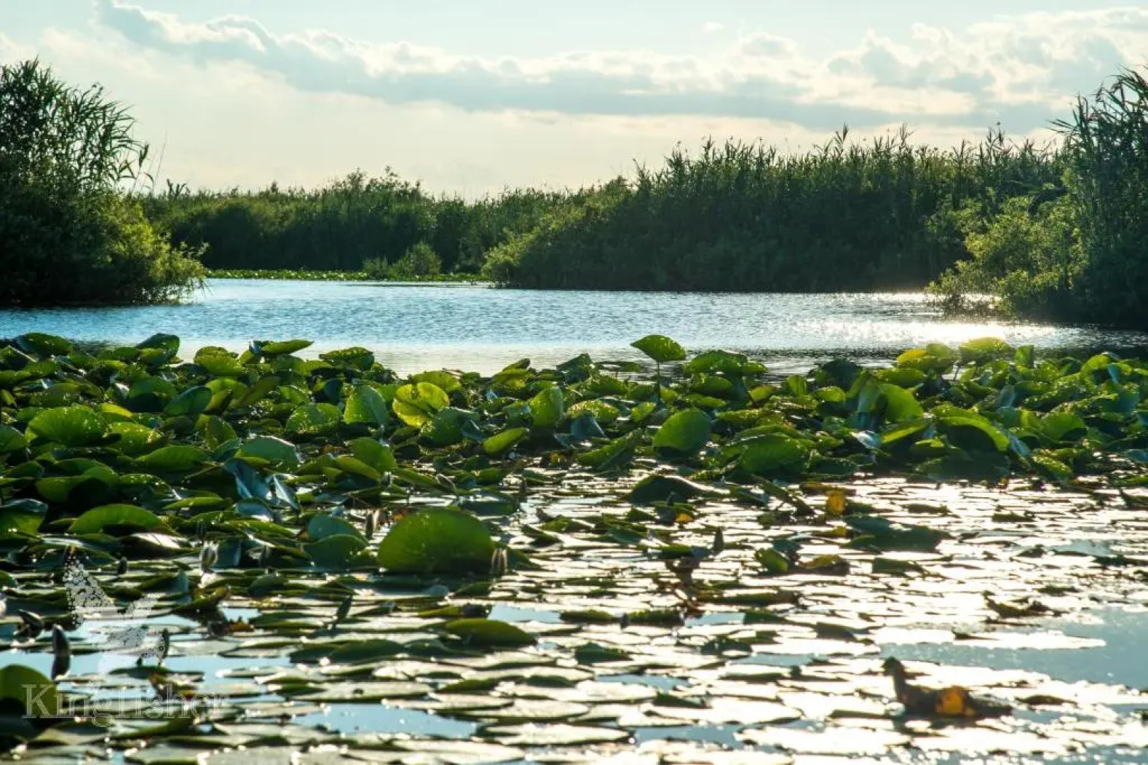 Hotel Plutitor Kingfisher