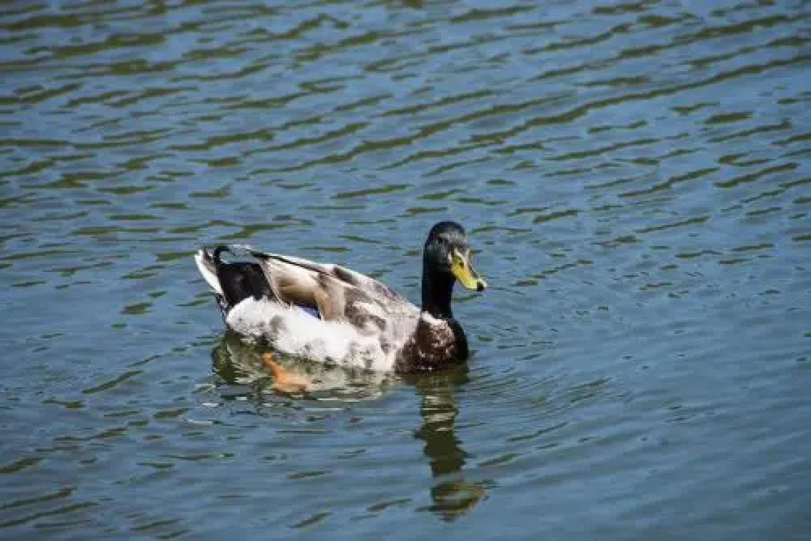 Canyamar Beach Hotel