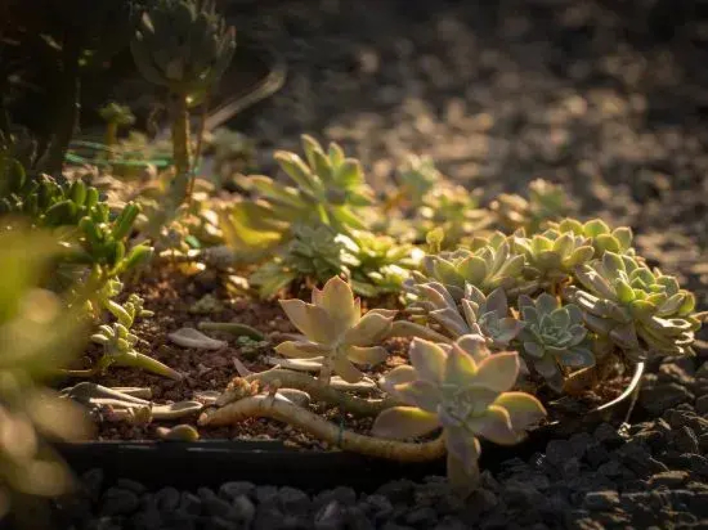 Xishuangbanna Jinghong Zhongtai Homestay (Rainforest Lanshan Branch)