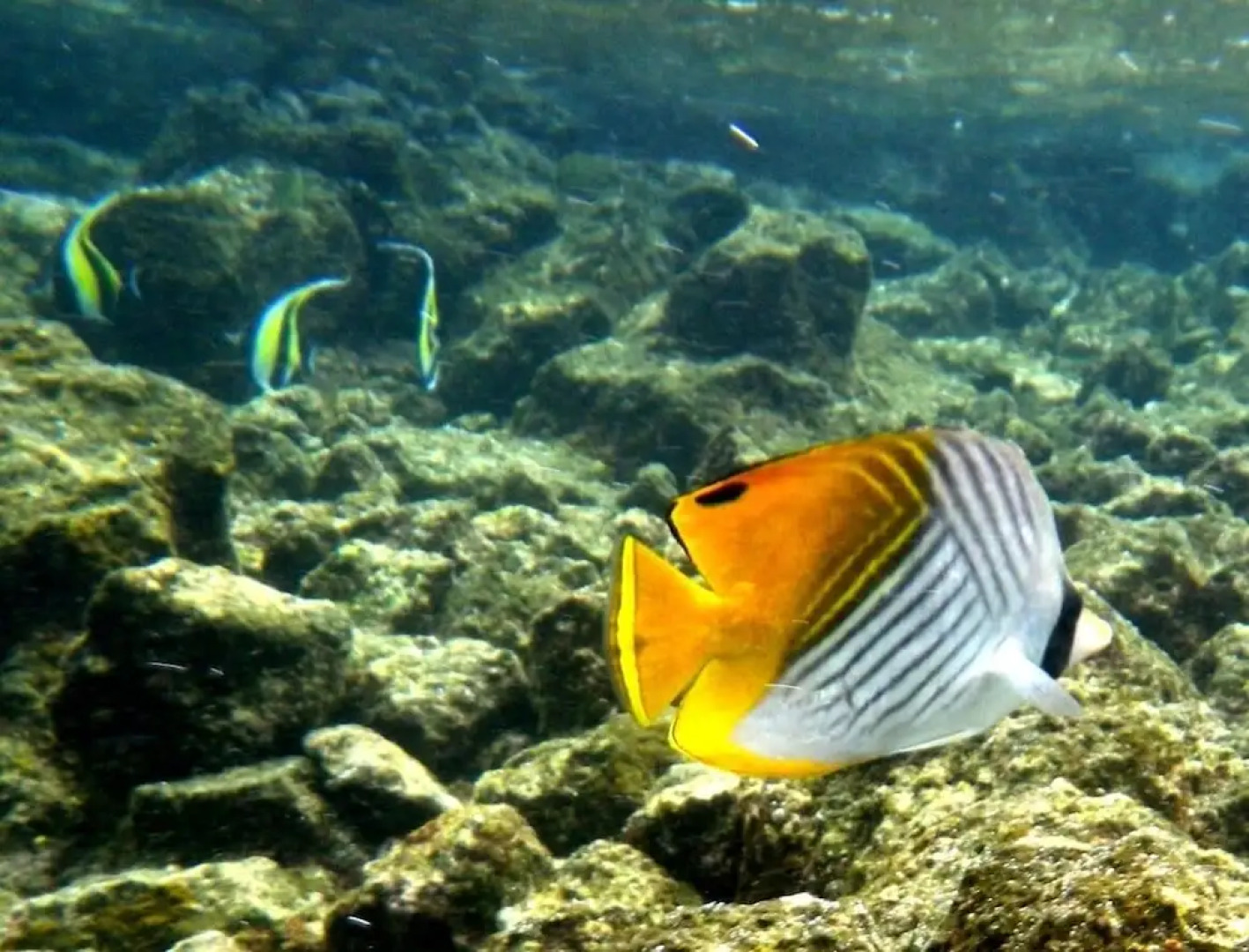 Kehena Treetop 1 Bedroom Home by RedAwning