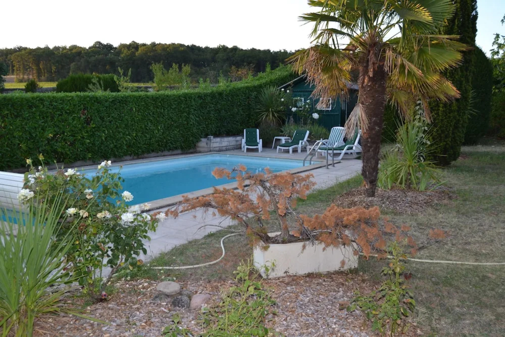 Les Camélias des Demoiselles de Pallus