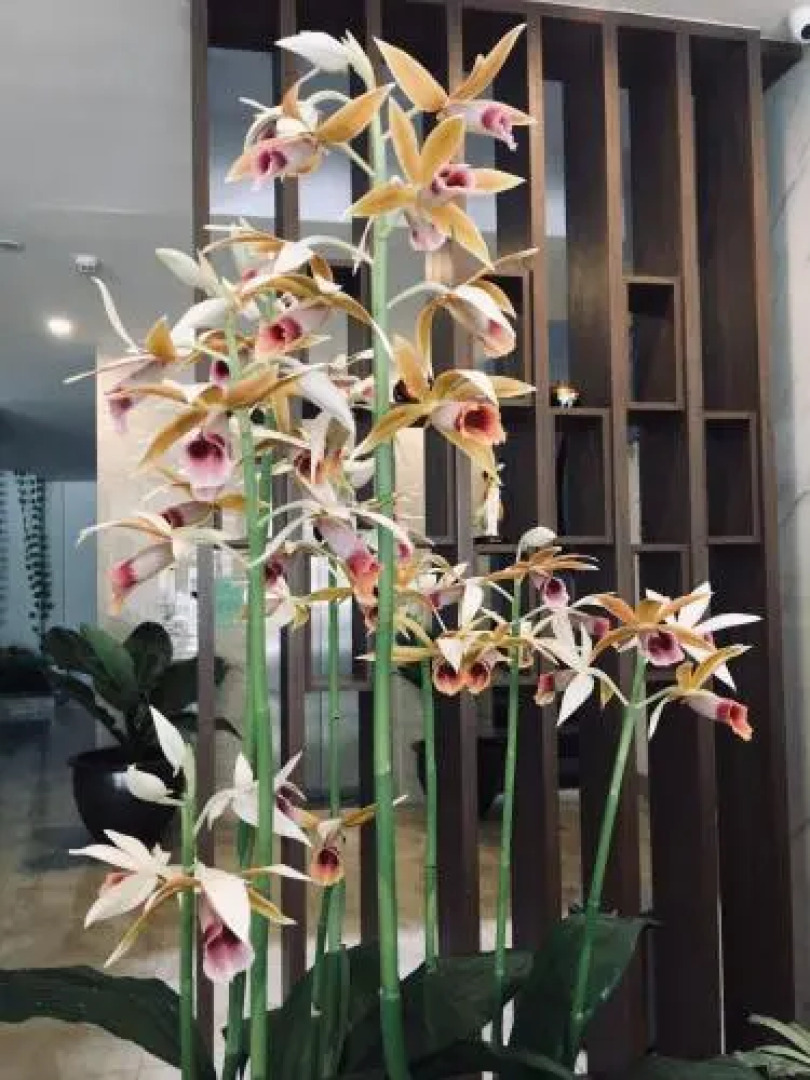 Rosa Villa Hotel & Apartment