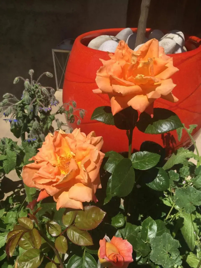 Studio chez Lili dans ferme familiale