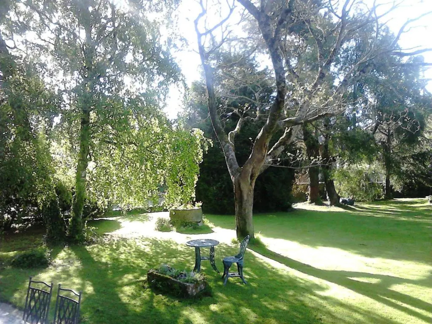 Les Roses Trémières