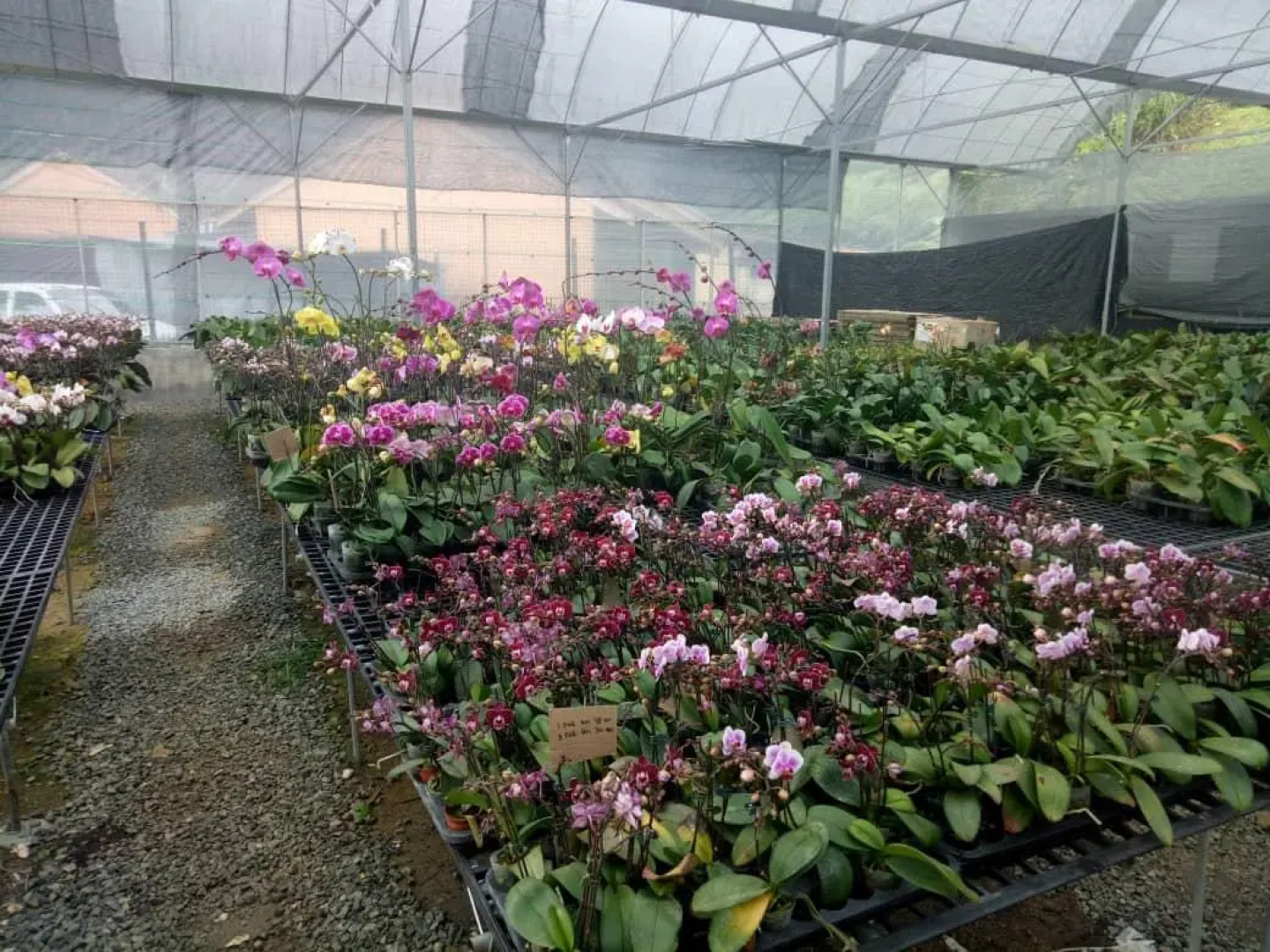 Puncak Inn Fraser's Hill