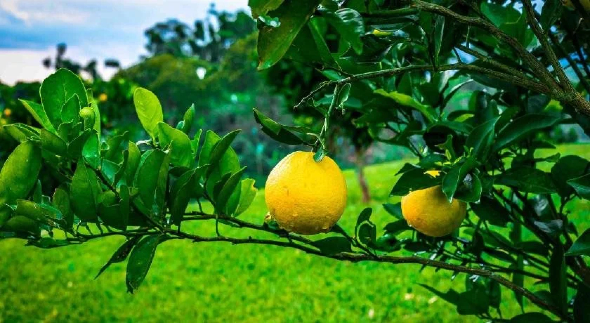 Hotel Estrella Del Monte