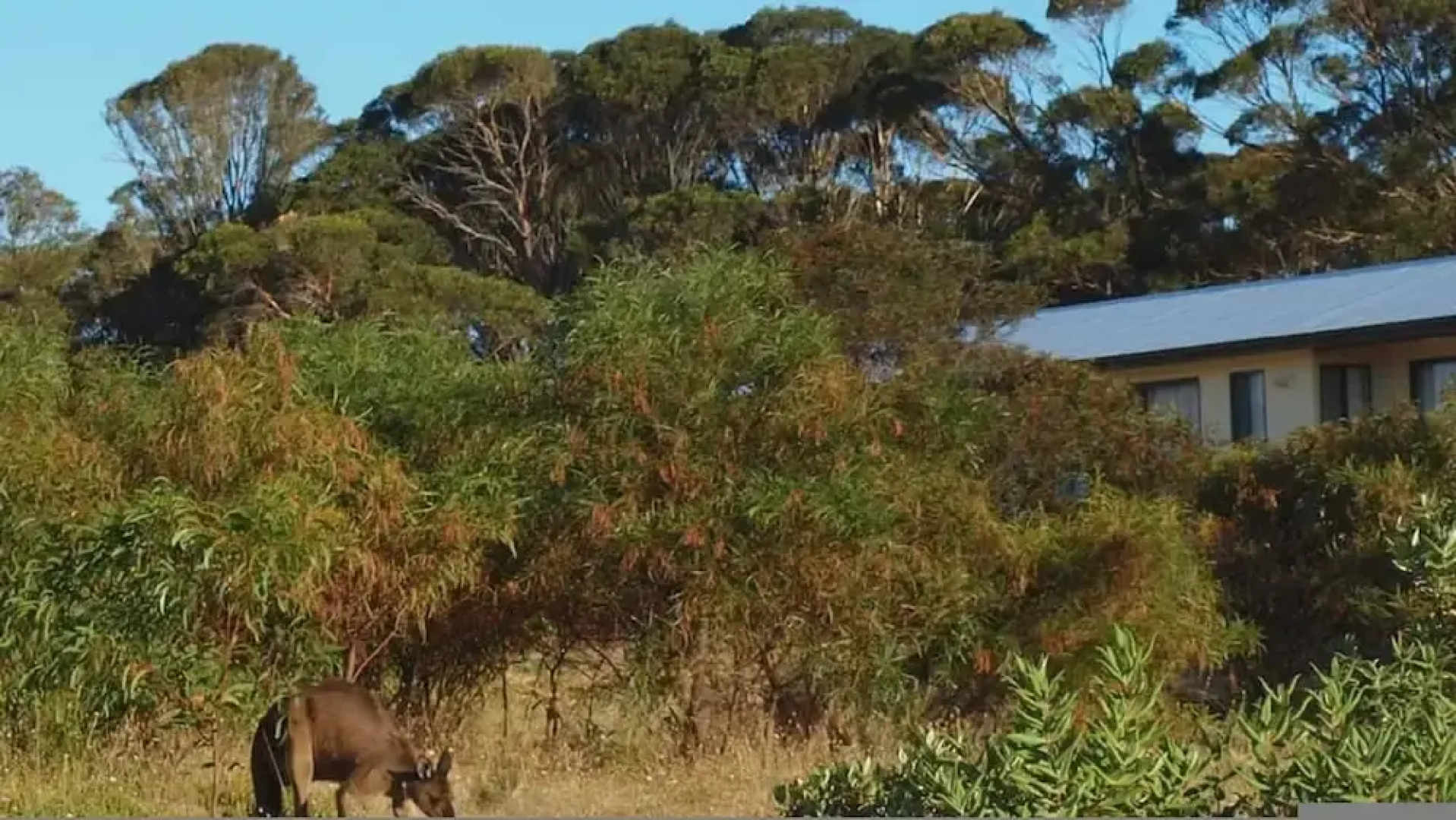 Unwind Coastal Calm Kangaroo Island