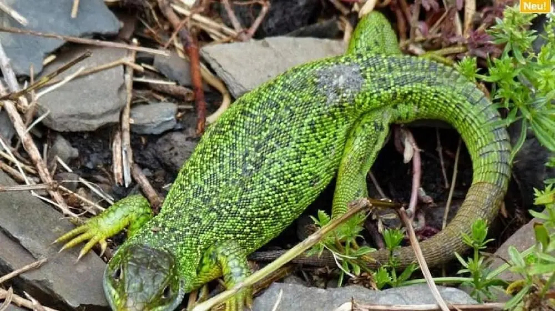 Ferienwohnung Haus Kotthoff