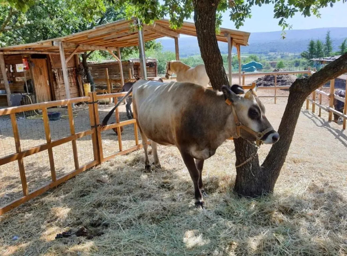 À l'ombre du mûrier
