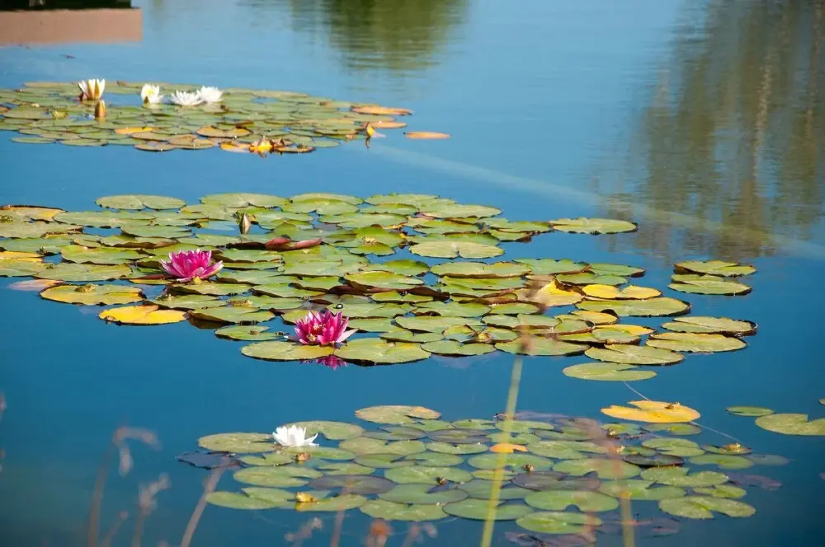 Reserva Alecrim Eco Suites & Glamping