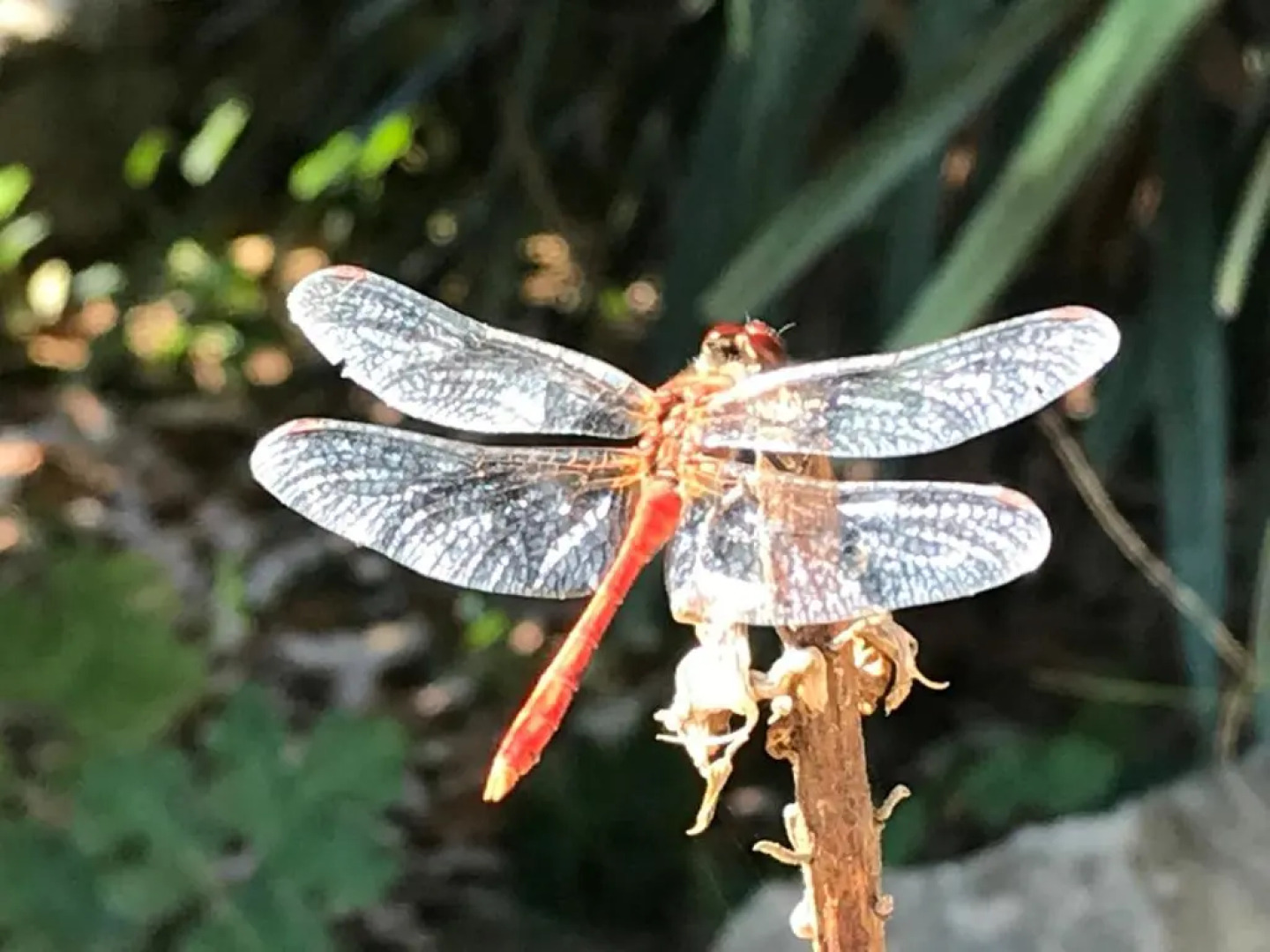 Le Domaine De Gorneton