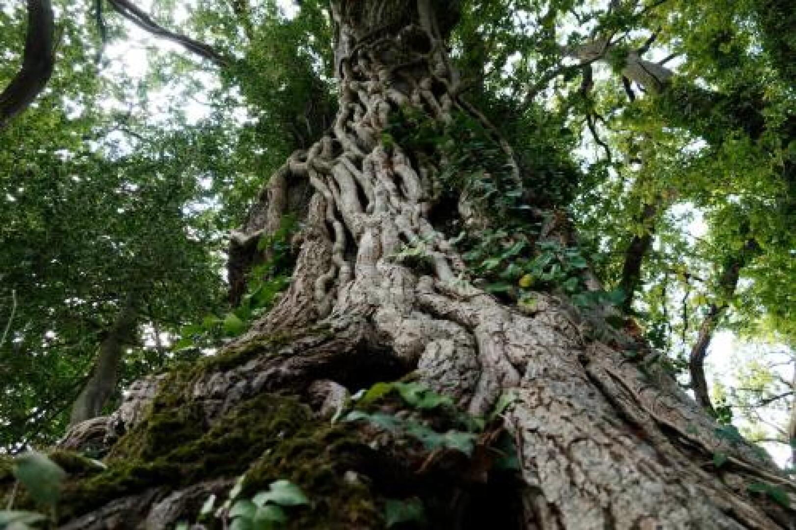 Proche Puy du Fou - Roches Blanches