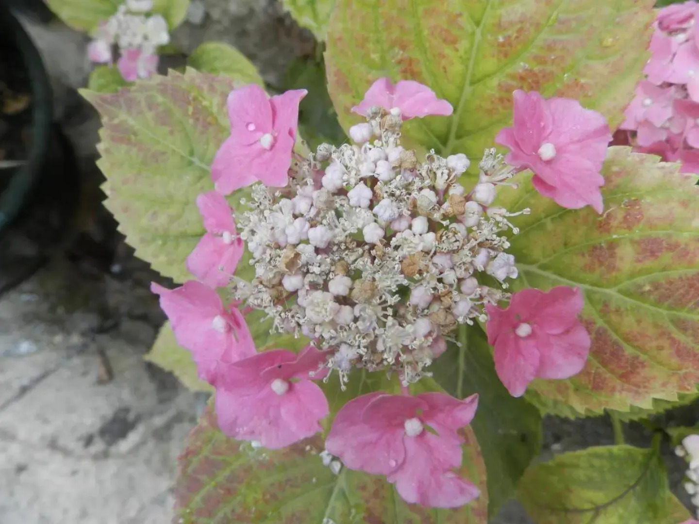 Residenza di Paese Castello del Poggio