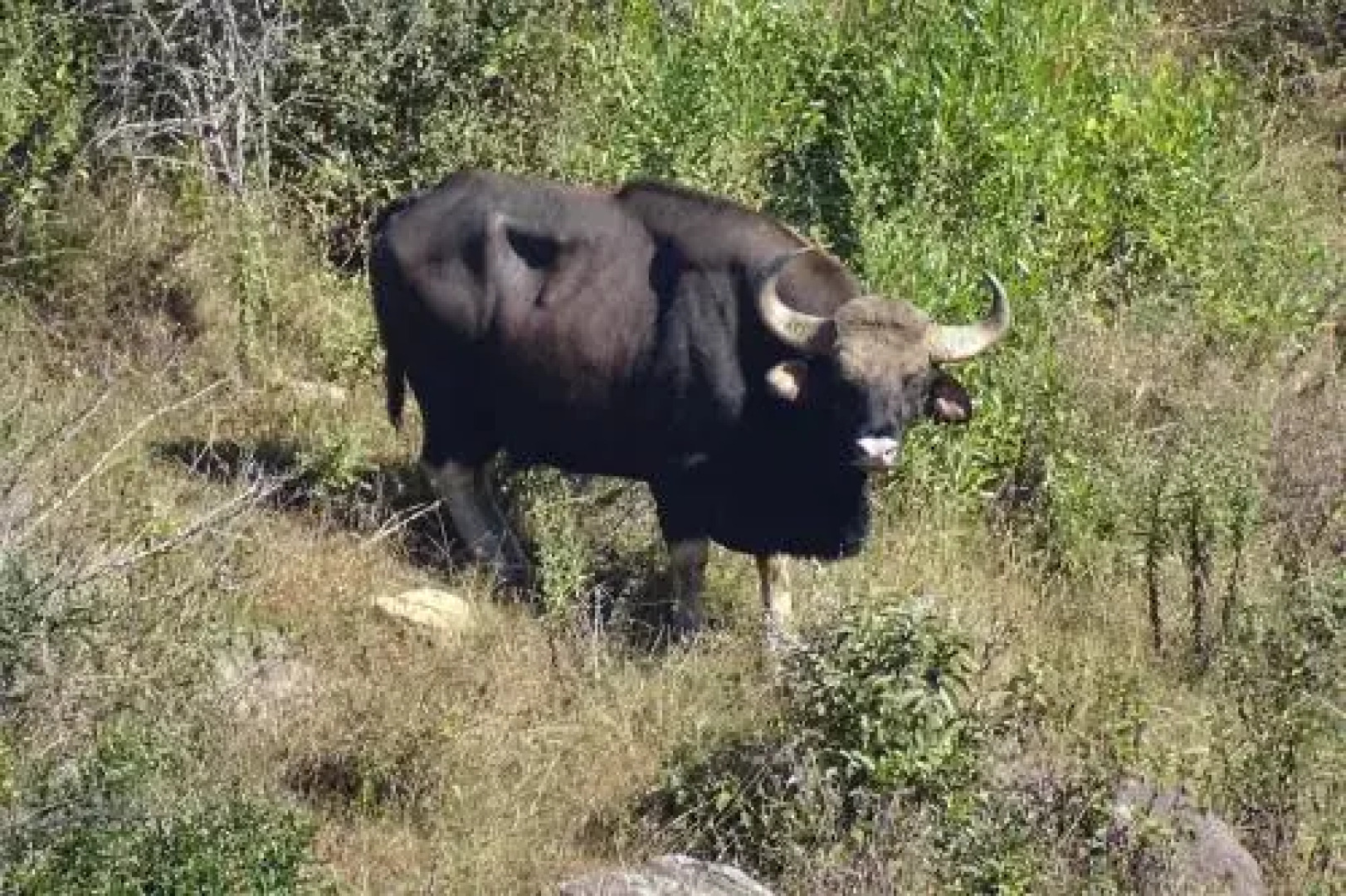 Wild Walkers by Vista Rooms