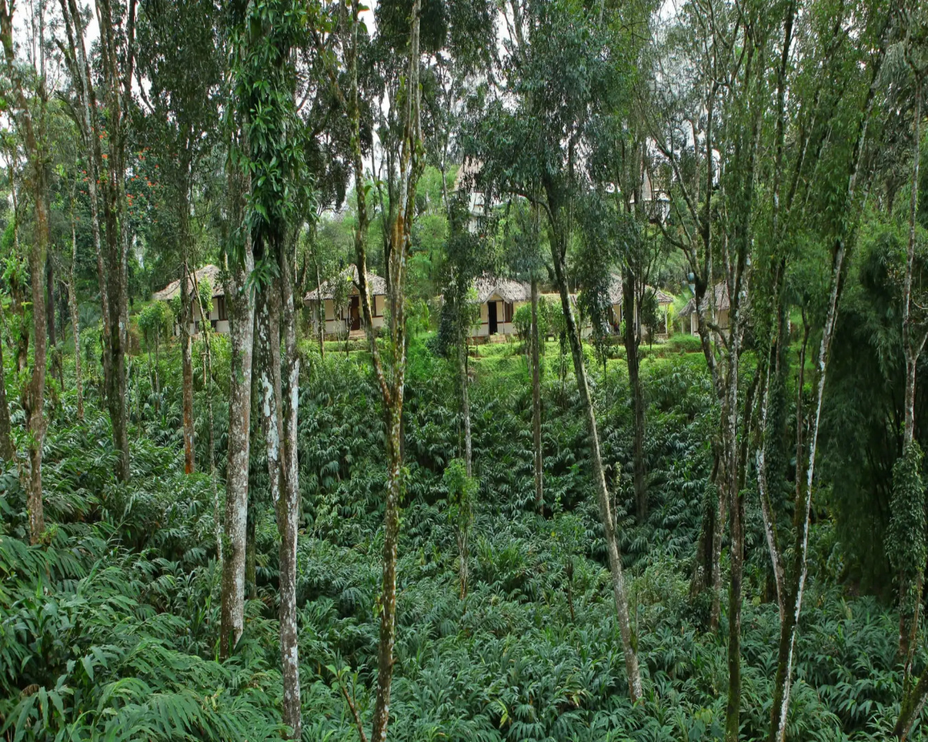 Carmelia Haven Resort