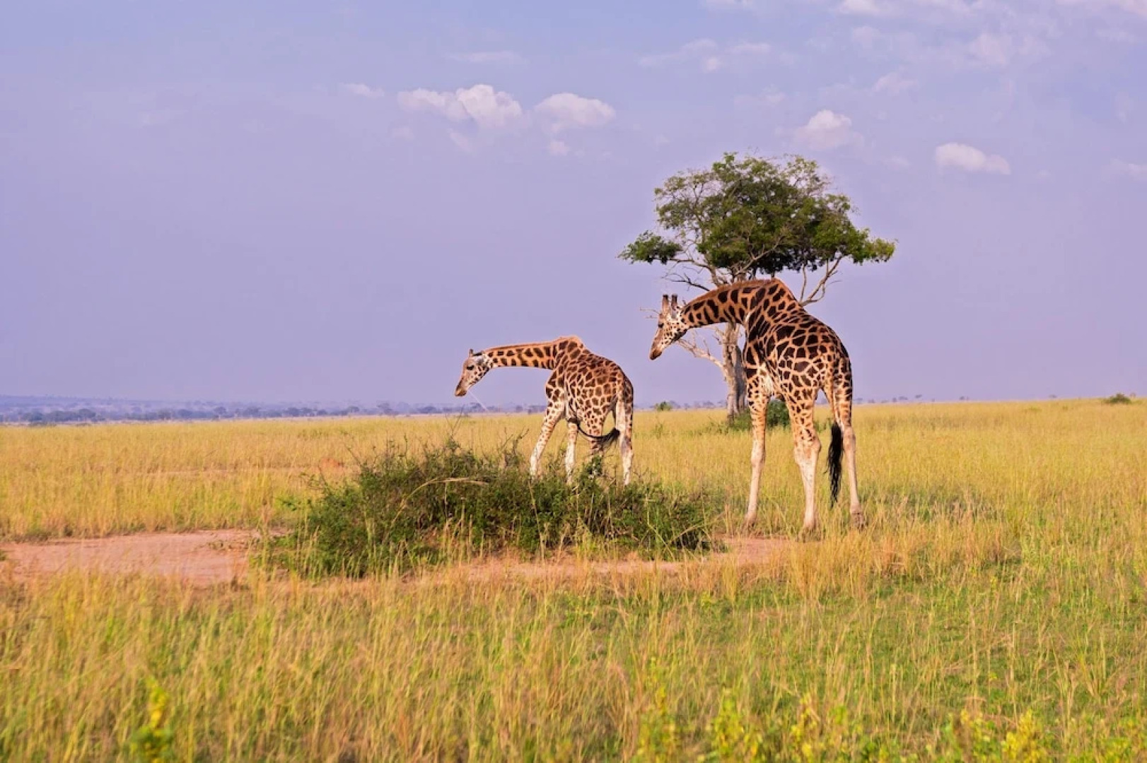 Tilenga Safari Lodge