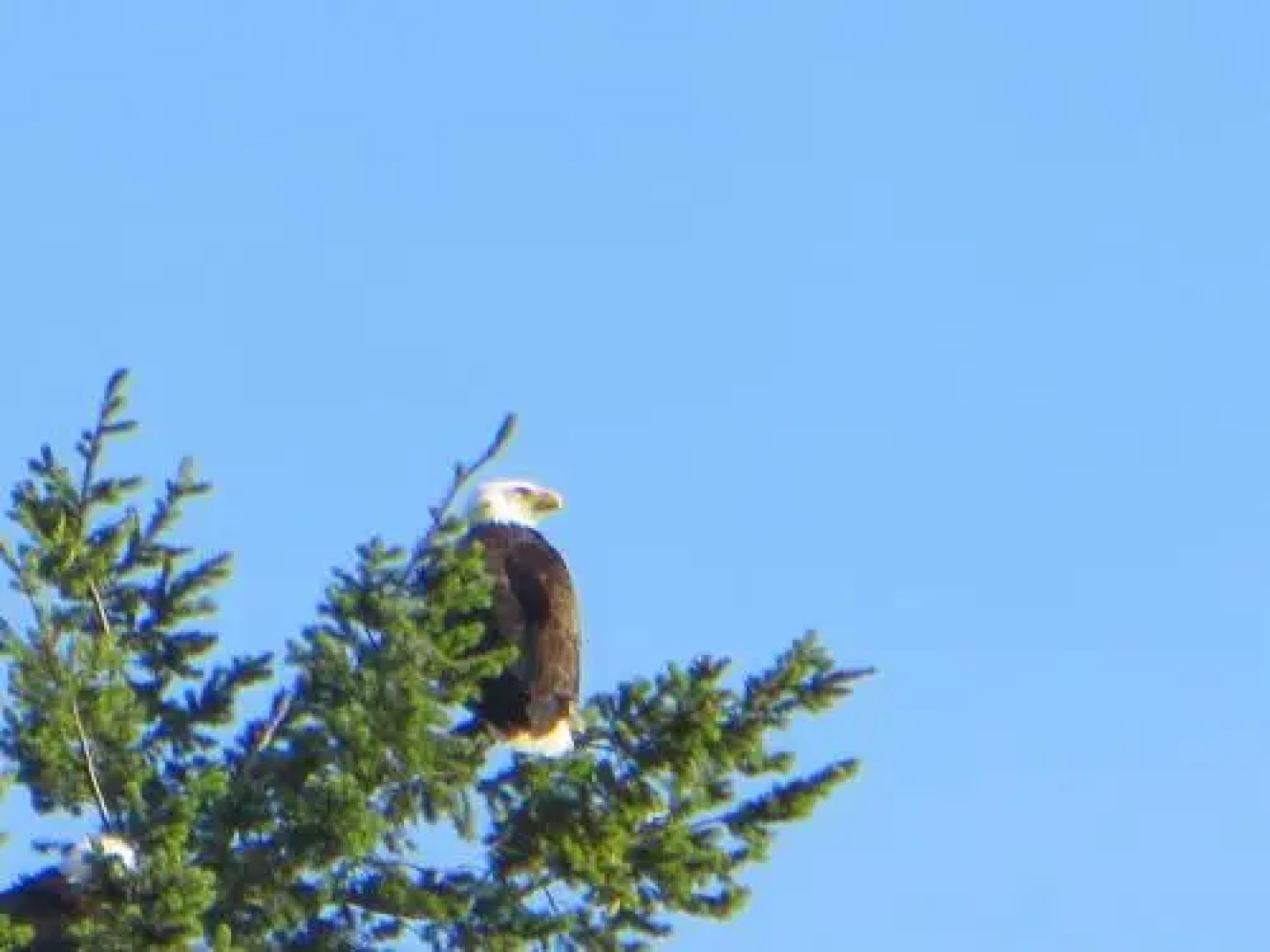 Caprice Bed And Breakfast