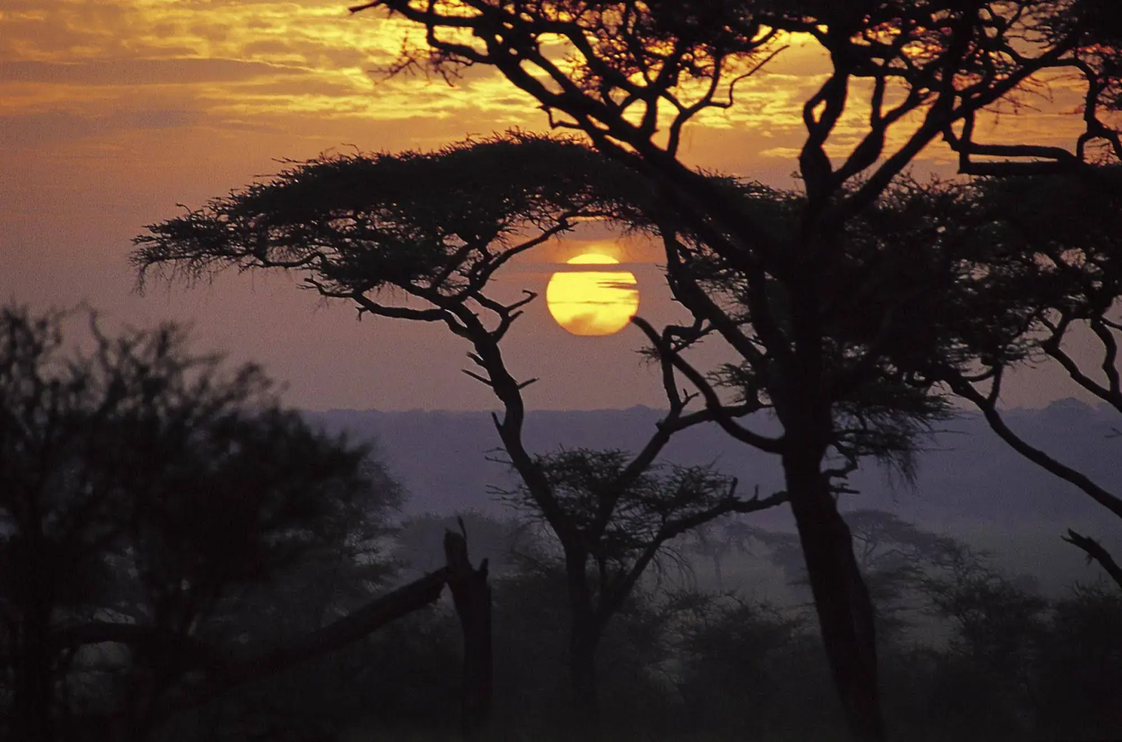 Sanctuary Swala