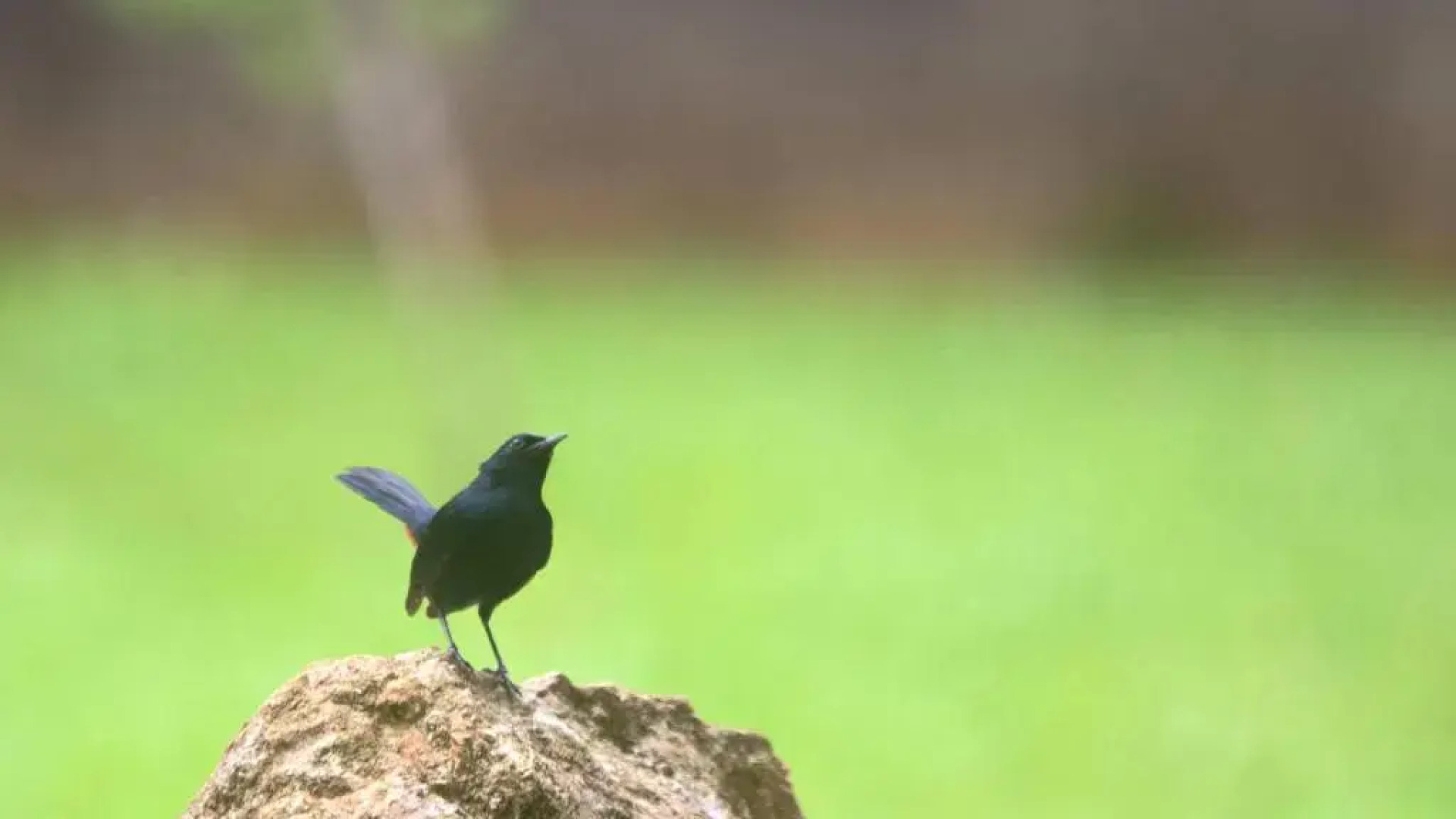 mastodon valley safari resort