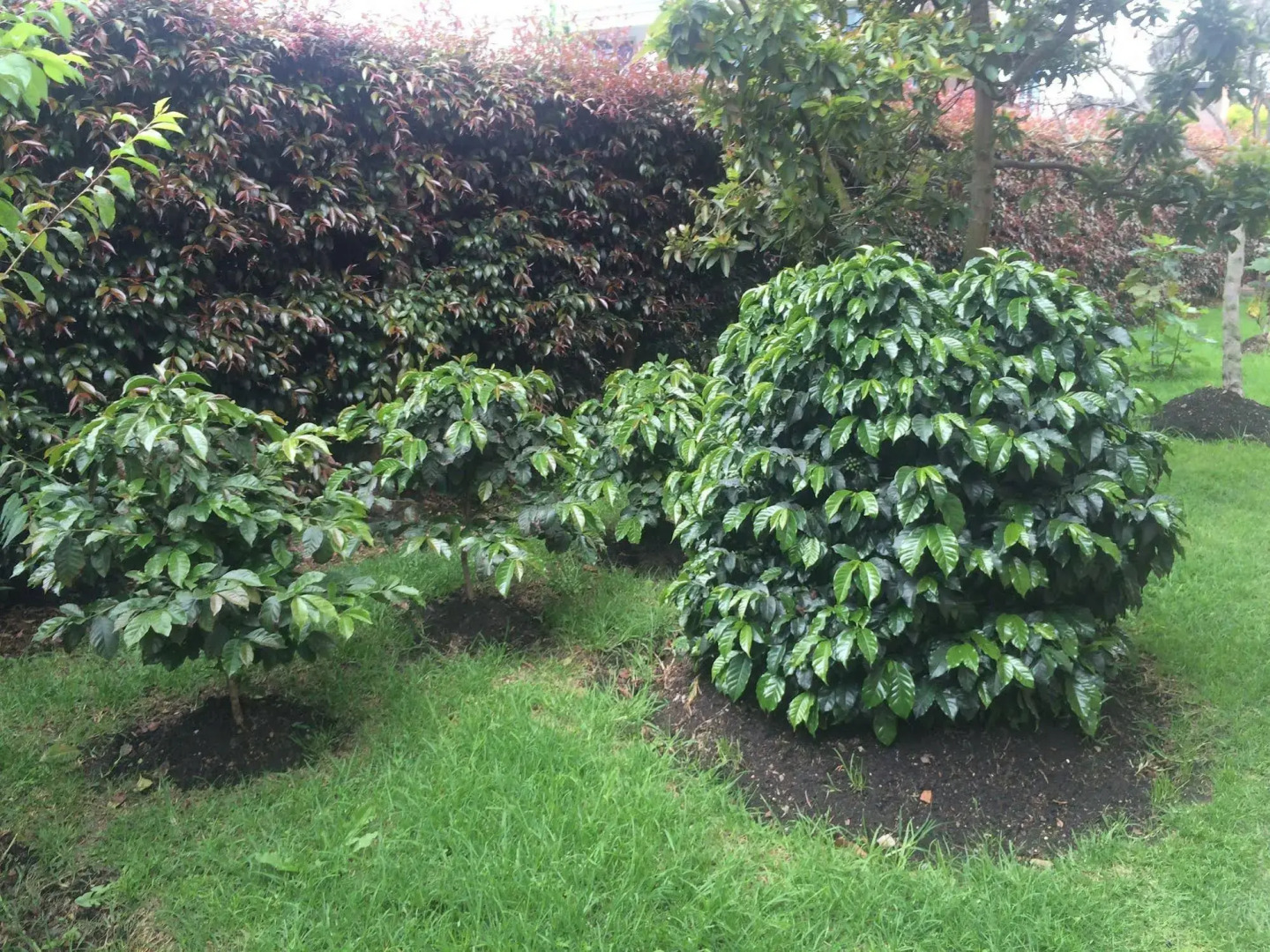 Bed and Breakfast Nico