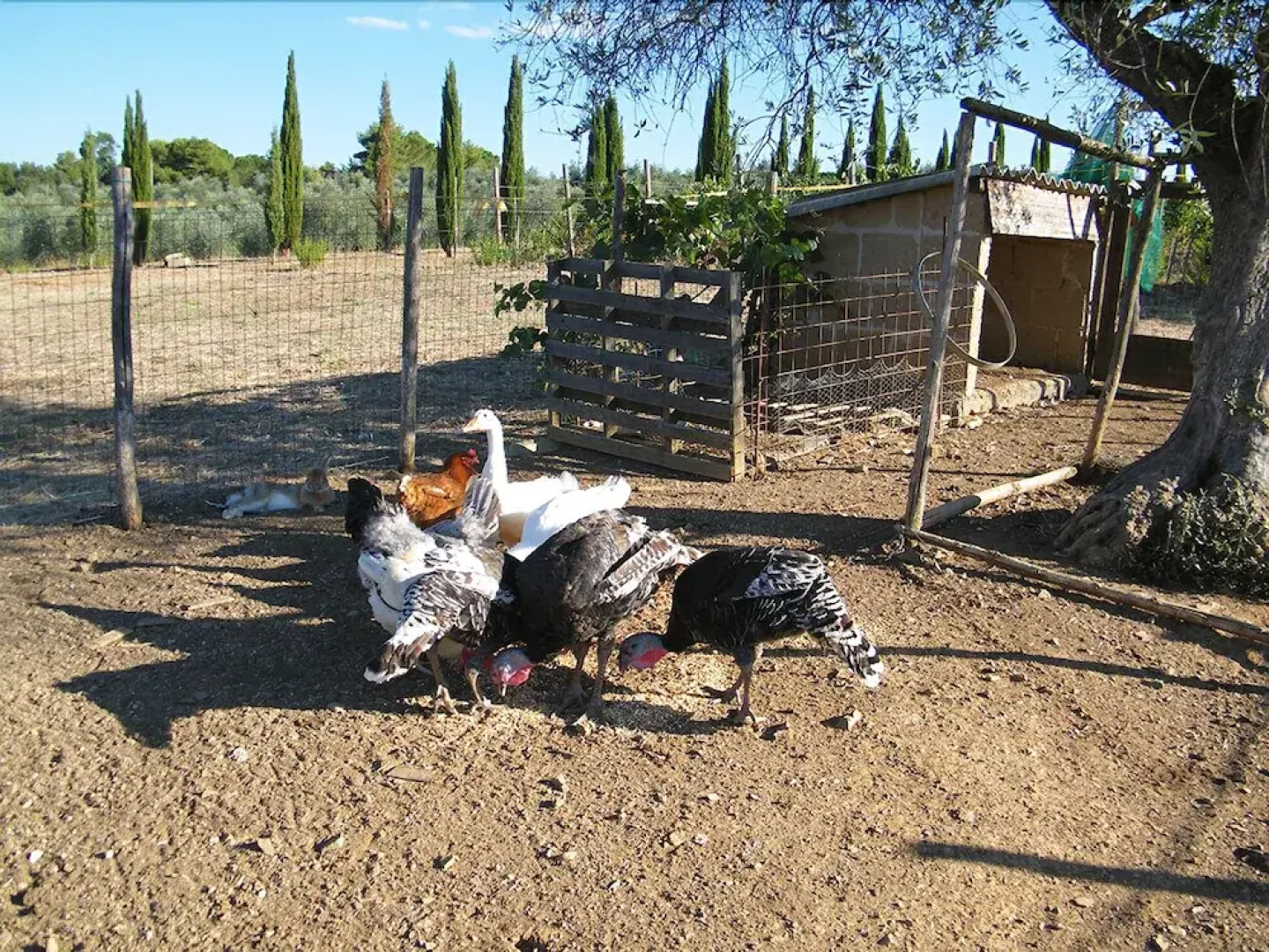 Agriturismo Valentini