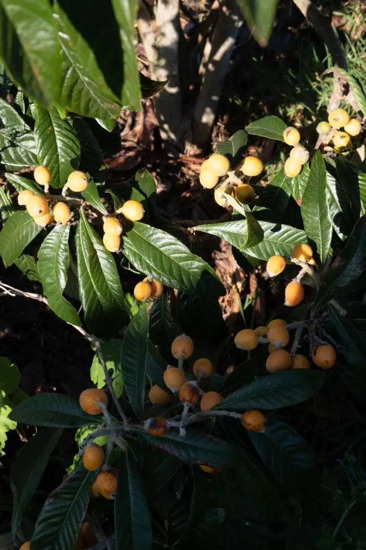 Quinta do Mar - Country & Sea Village