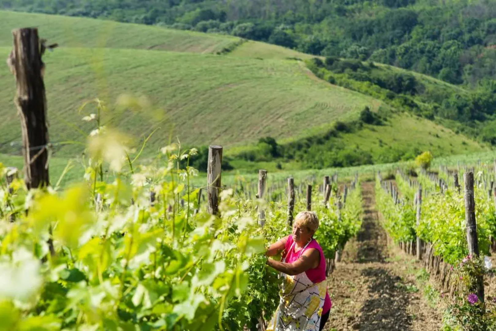 Seven Generations Winery Hotel & SPA