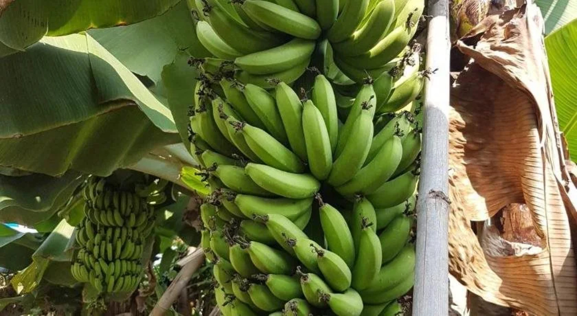 Nuch's Apple Guest House