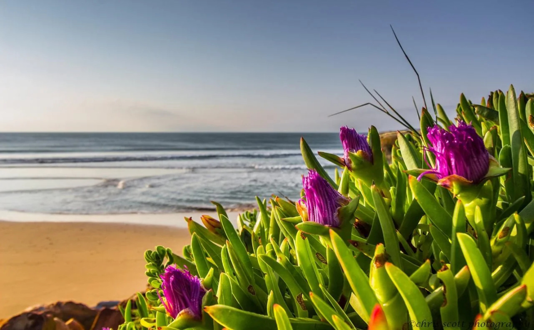 Milkwood Country Cottage