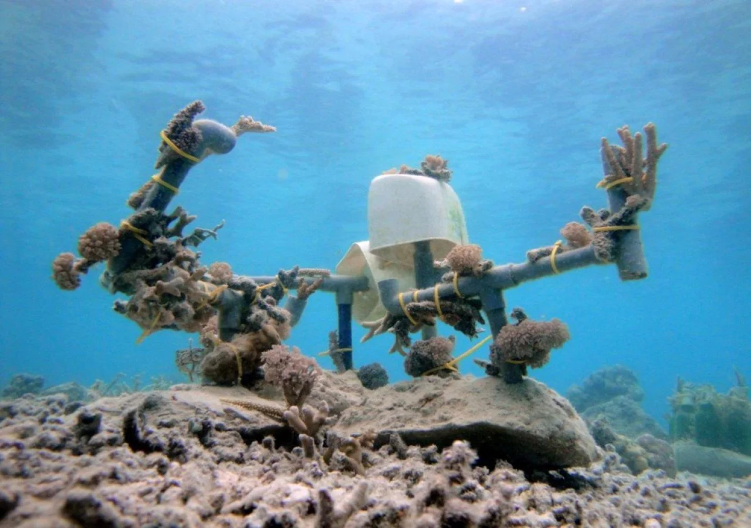 Celebes Beach Resort