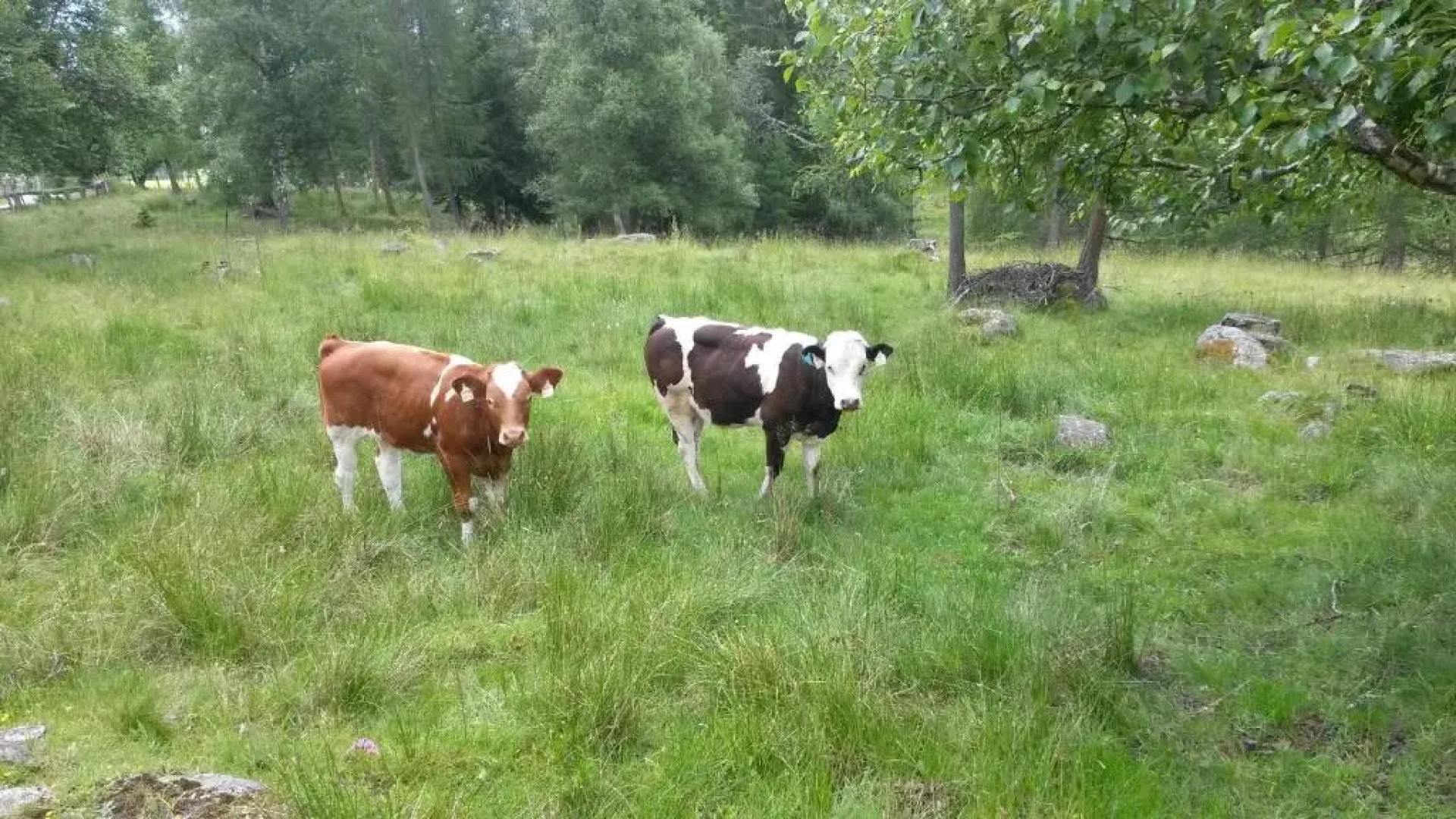 Apartment Schlickenhof