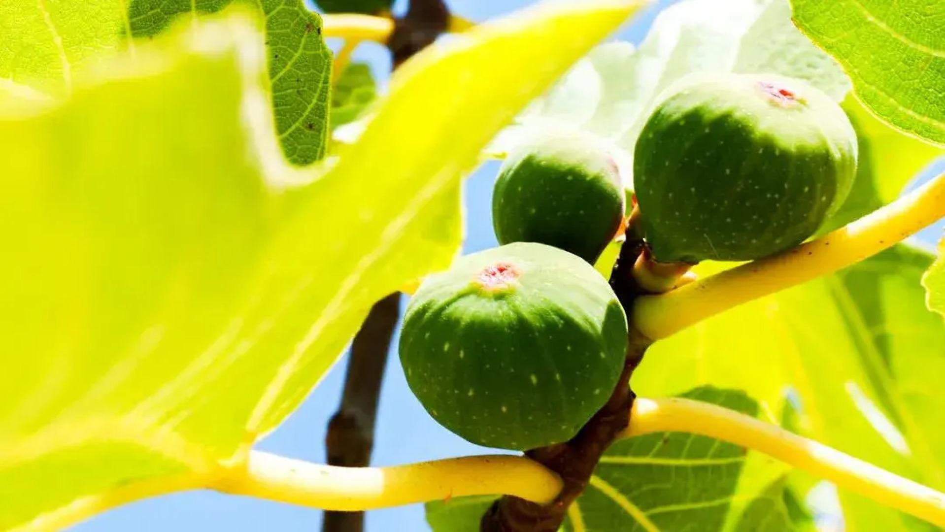 I Giardini Di Pomona