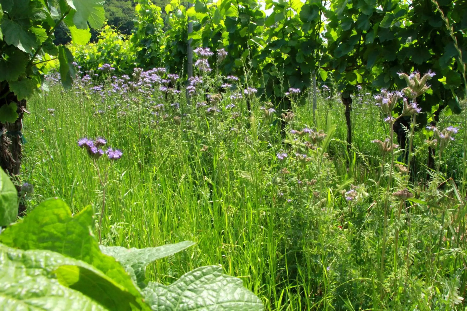Gasthof zum Rödelseer Schwan
