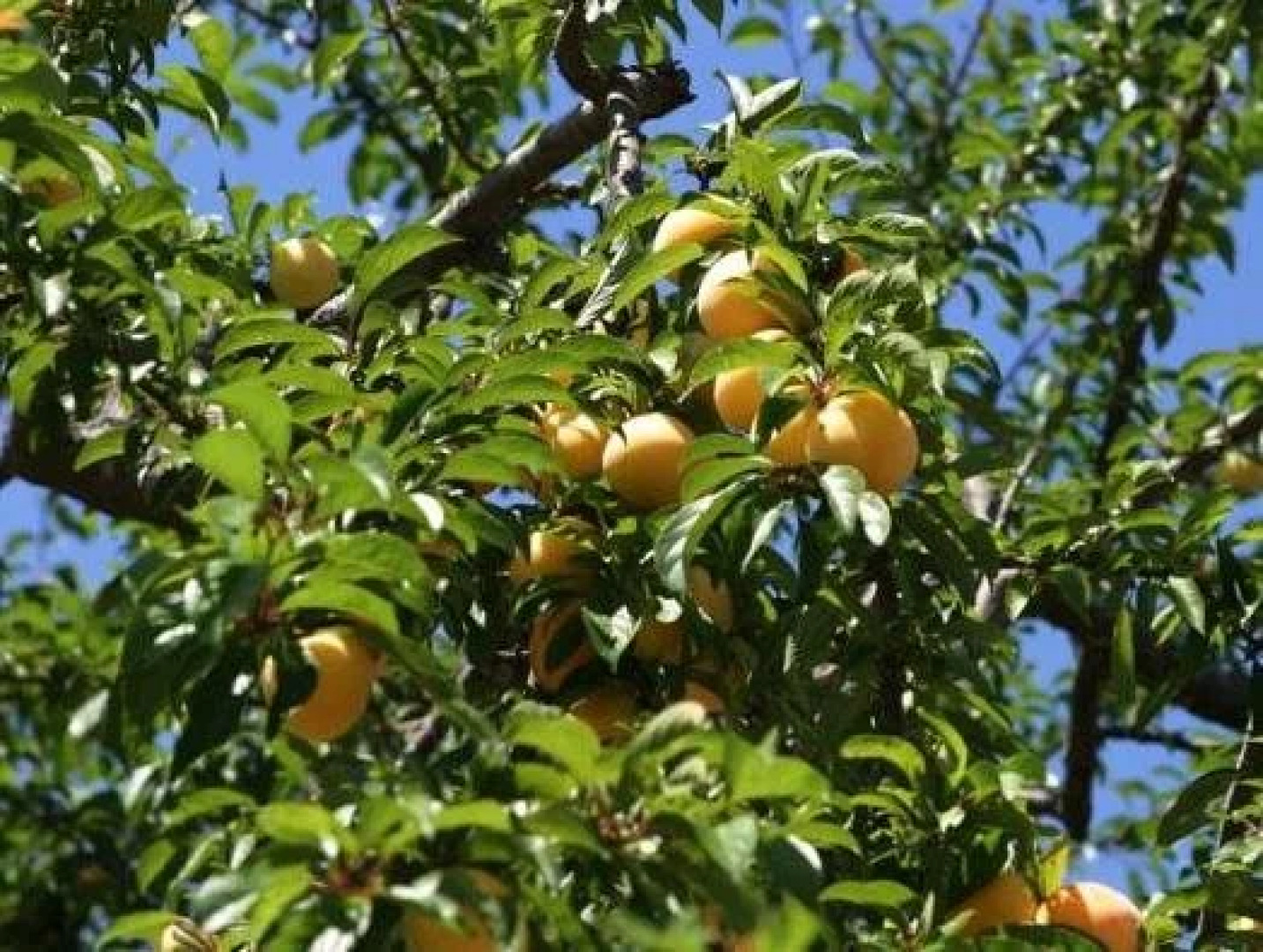 Quinta de Santa Teresinha