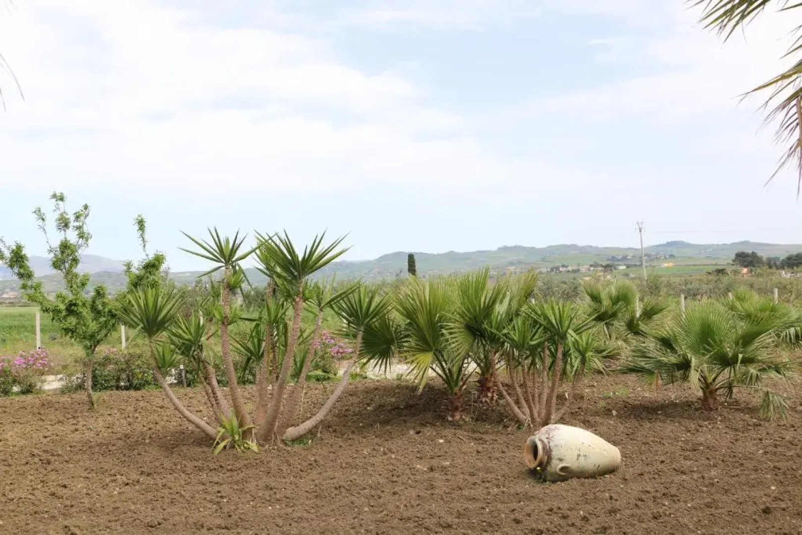 Villa Delle Palme Delfina
