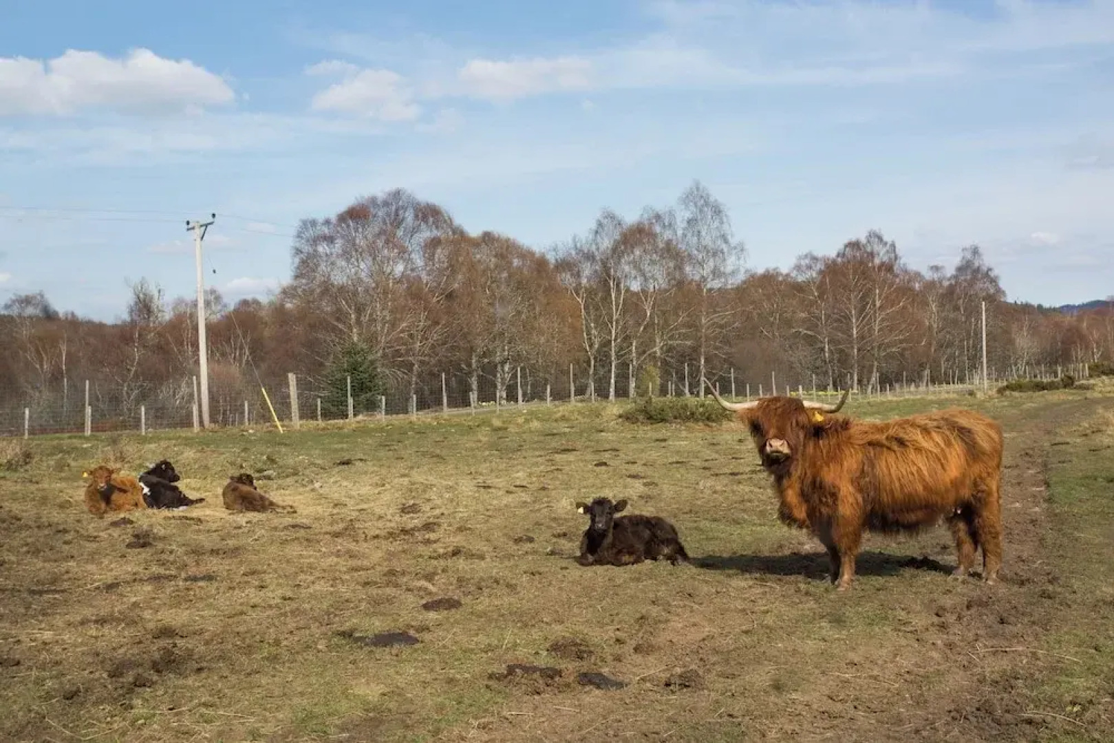 Bluebell Lodge - Sleeps 4,hot Tub, Loch & Woodland