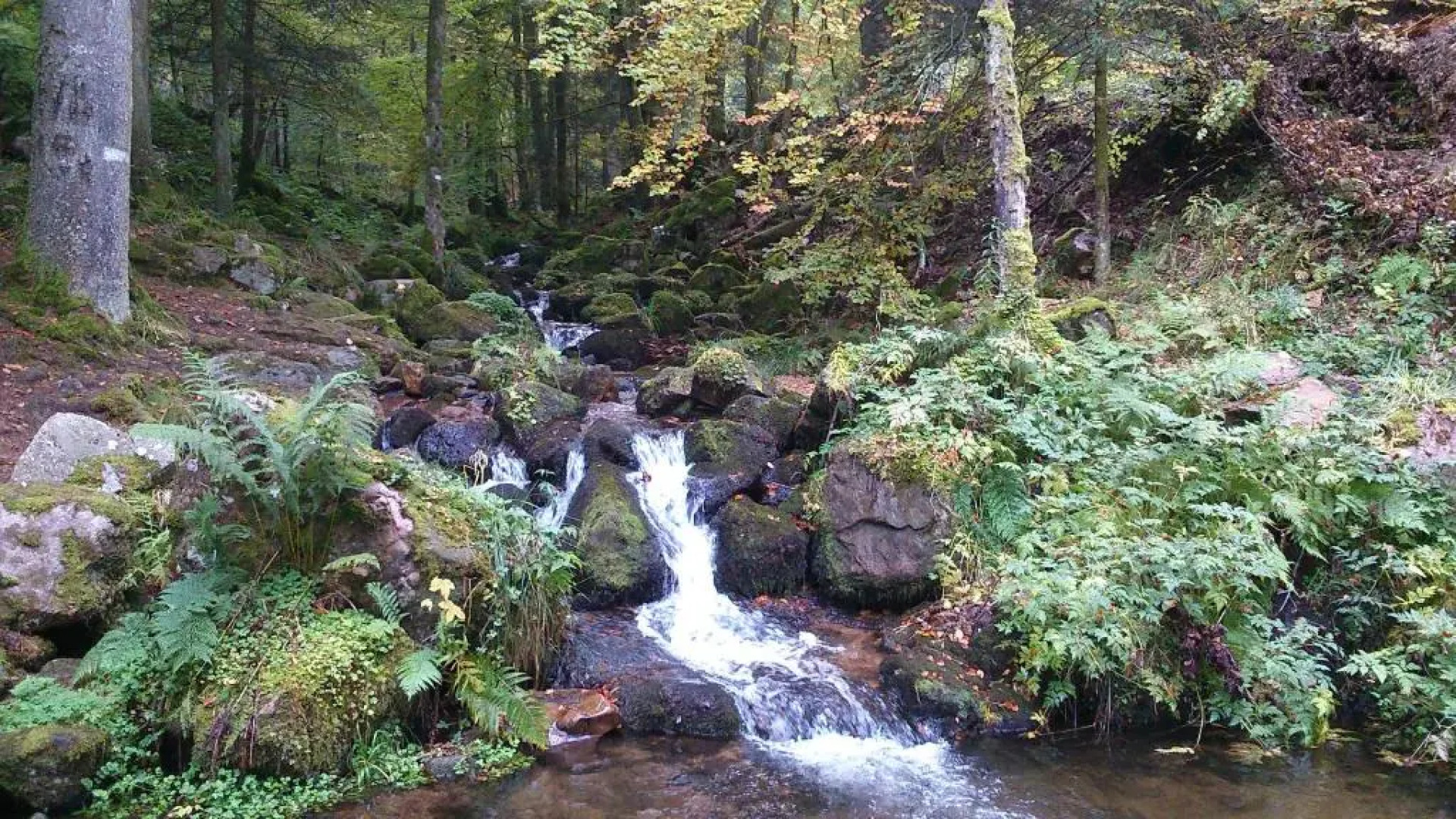 Maison independante de montagne en ALSACE