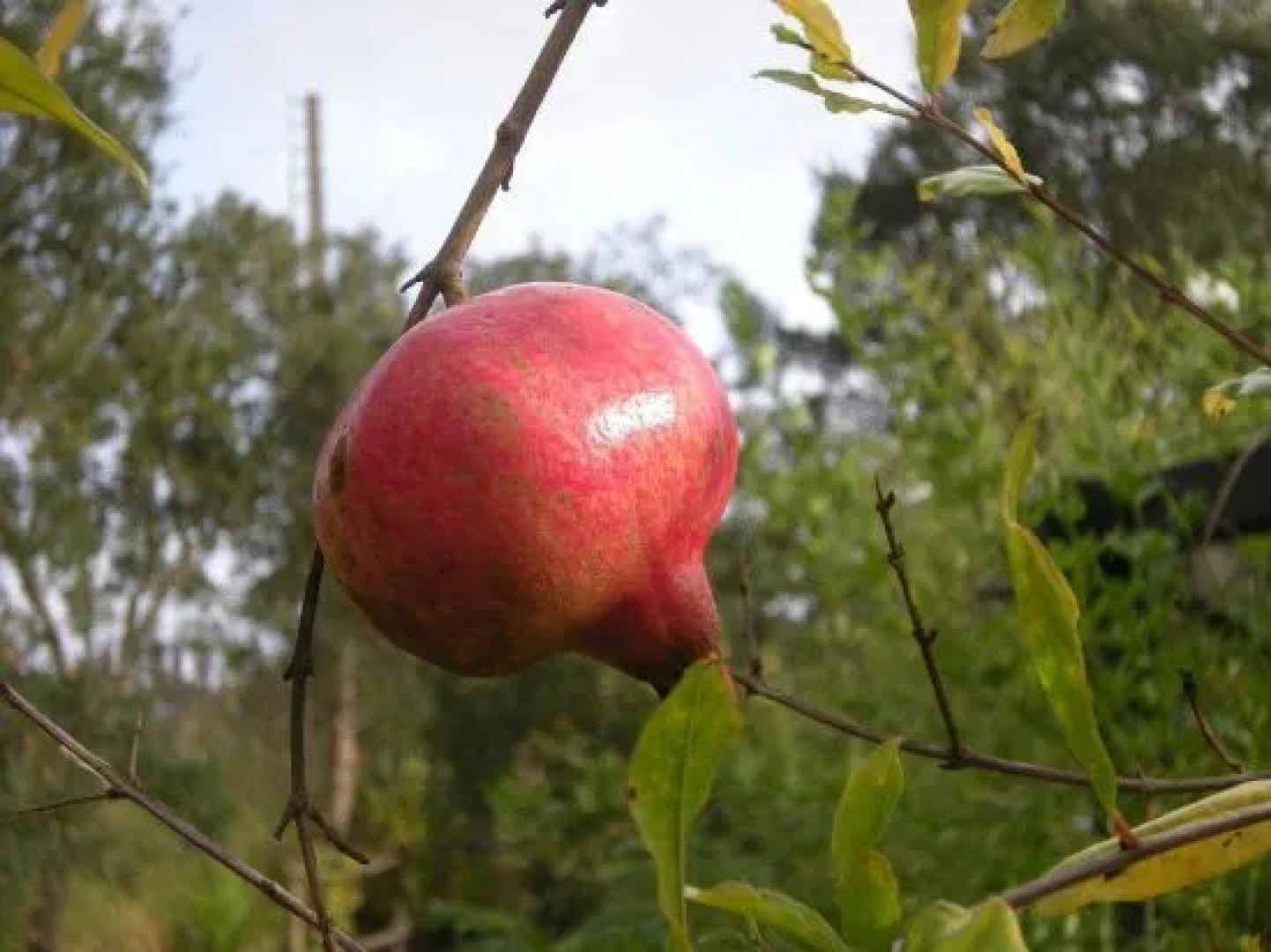 Monte da Gravita Vakantiehuizen