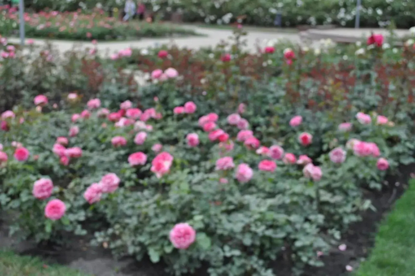 Willa Pod Starymi Lipami