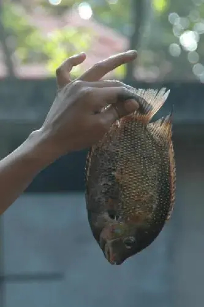 Roomys Nest Ashtamudi Homes