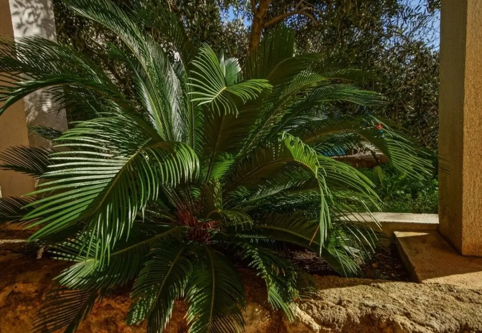 Daju - 3 Colours - A3 Narančasti