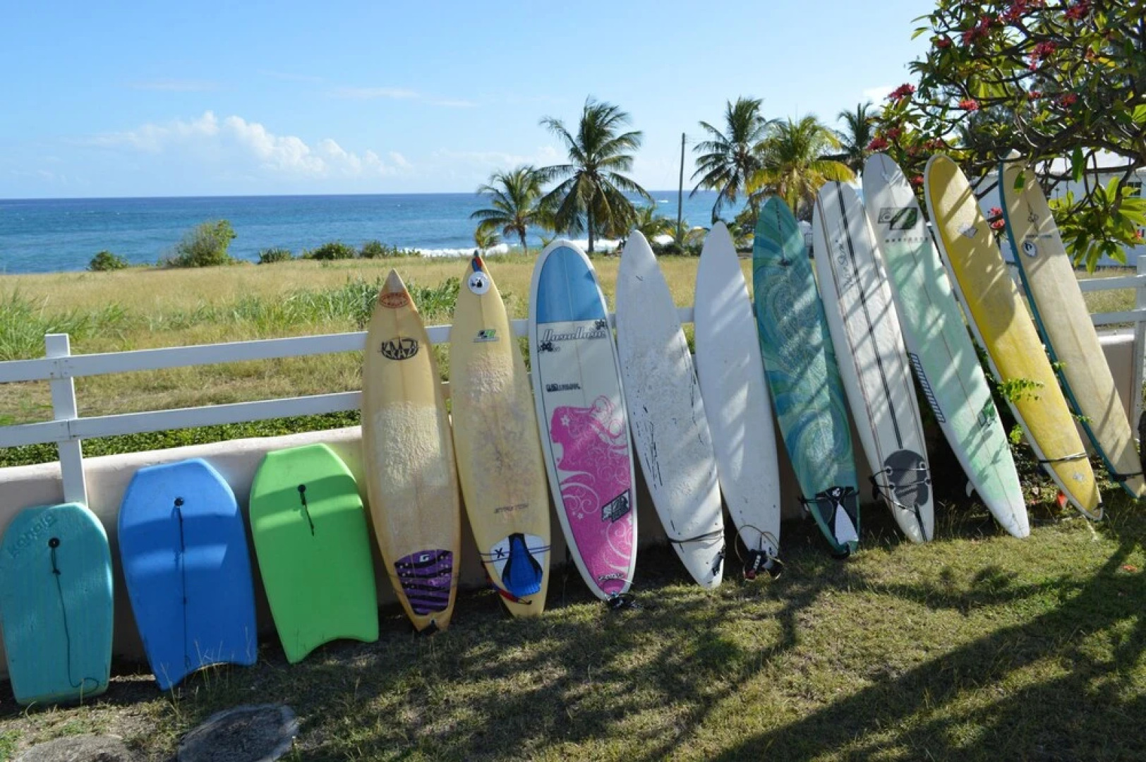 Tropical Gecko Studio