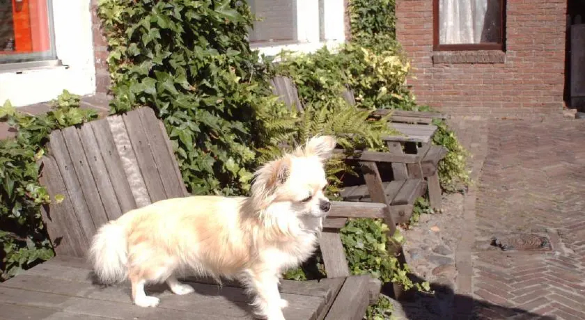 Hotel-Pension-B&B "De Twee Hondjes"