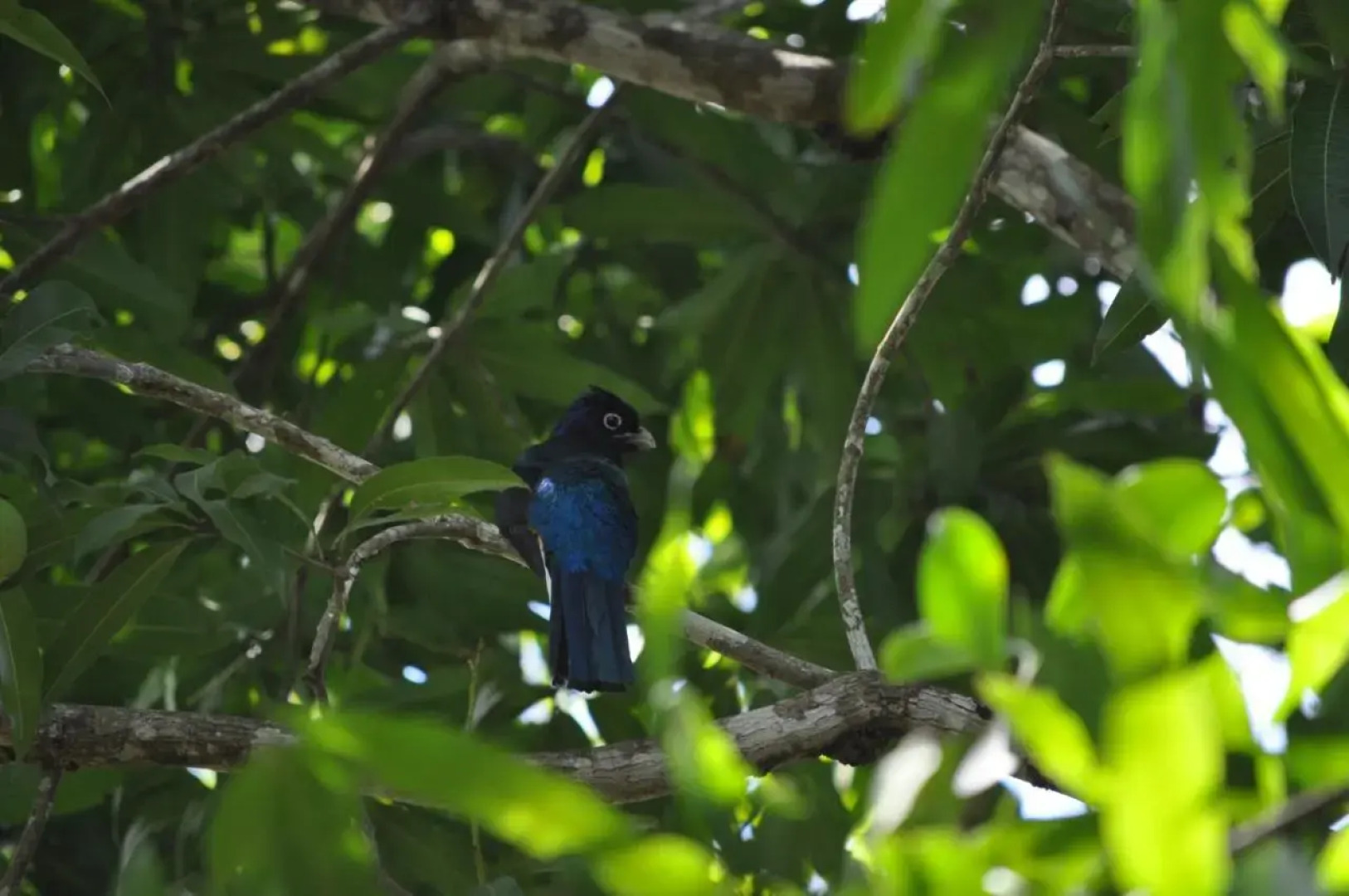 The Leatherback Lodge